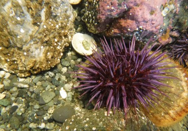 Scholarships for Fisheries Studnets