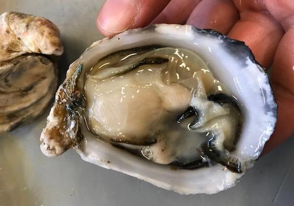 Shucked Oyster