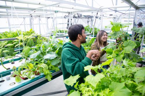 Fish and Aqua students working in the aquaponics greenhouse