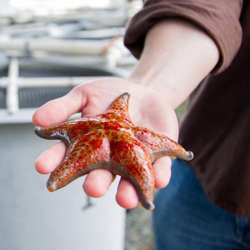 VIU student holding a starfish