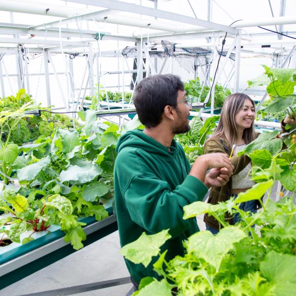 Fish and Aqua students working in the aquaponics greenhouse