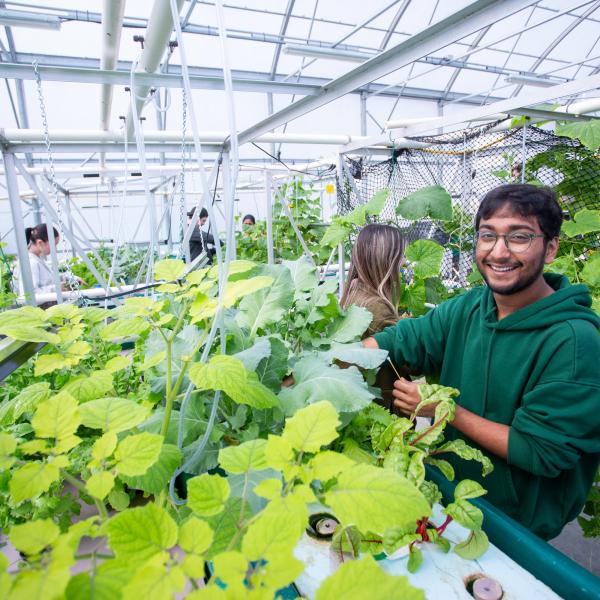 VIU student working in aquaponics greenhouse