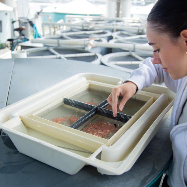 A Fish & Aqua student sorting fish eggs