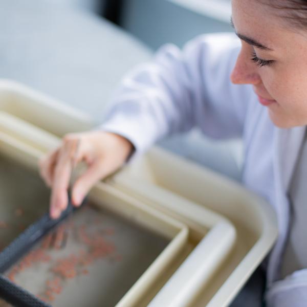 VIU student sorting fish eggs