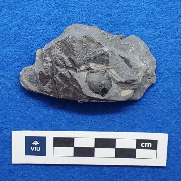 Cretaceous seed-fruit fossil in shale