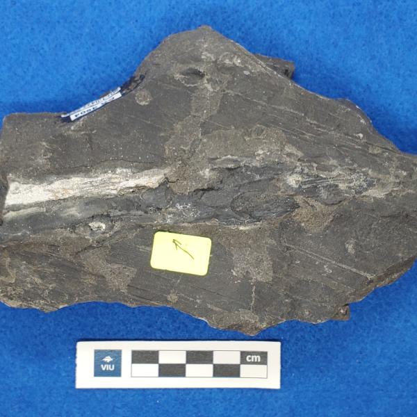 Cretaceous herbivory fossil in shale