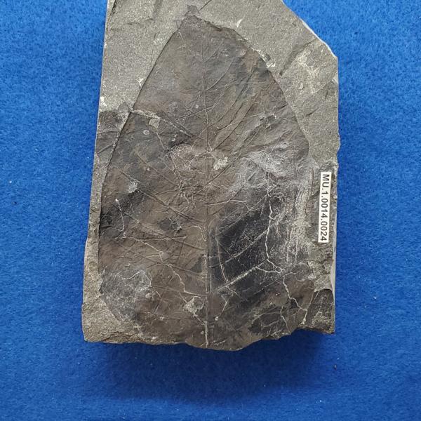 Cretaceous dicot leaf fossils in shale