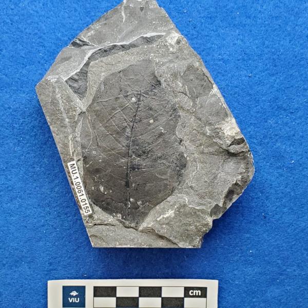 Cretaceous dicot leaf fossils in shale