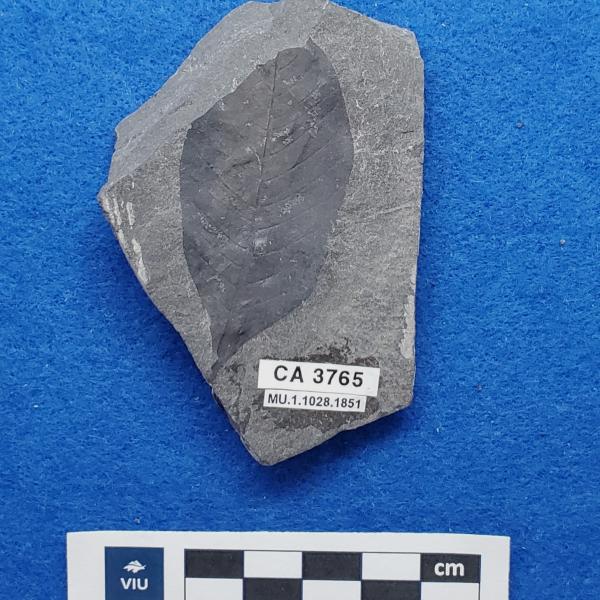 Cretaceous dicot leaf fossils in shale