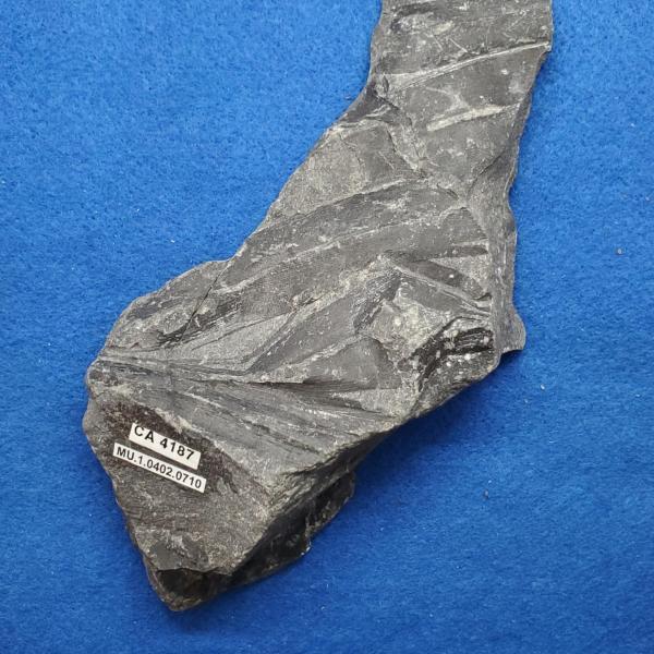 Cretaceous non-palm monocot fossils in shale