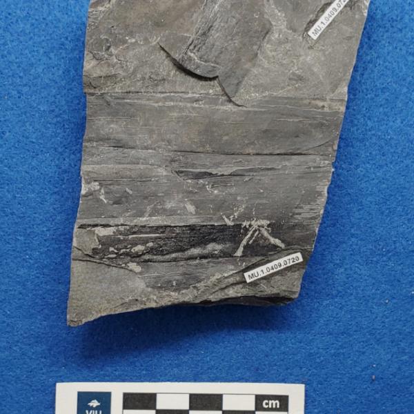 Cretaceous non-palm monocot fossils in shale