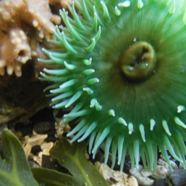 green anemone and seaweed