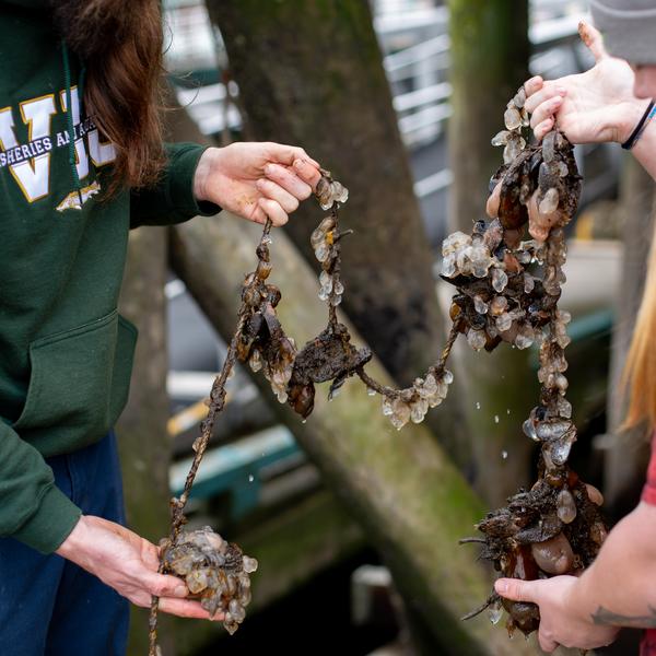 VIU students on the docks and pilings looking at marine life