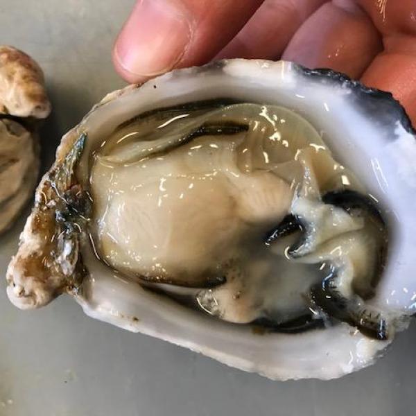 Shucked Oyster