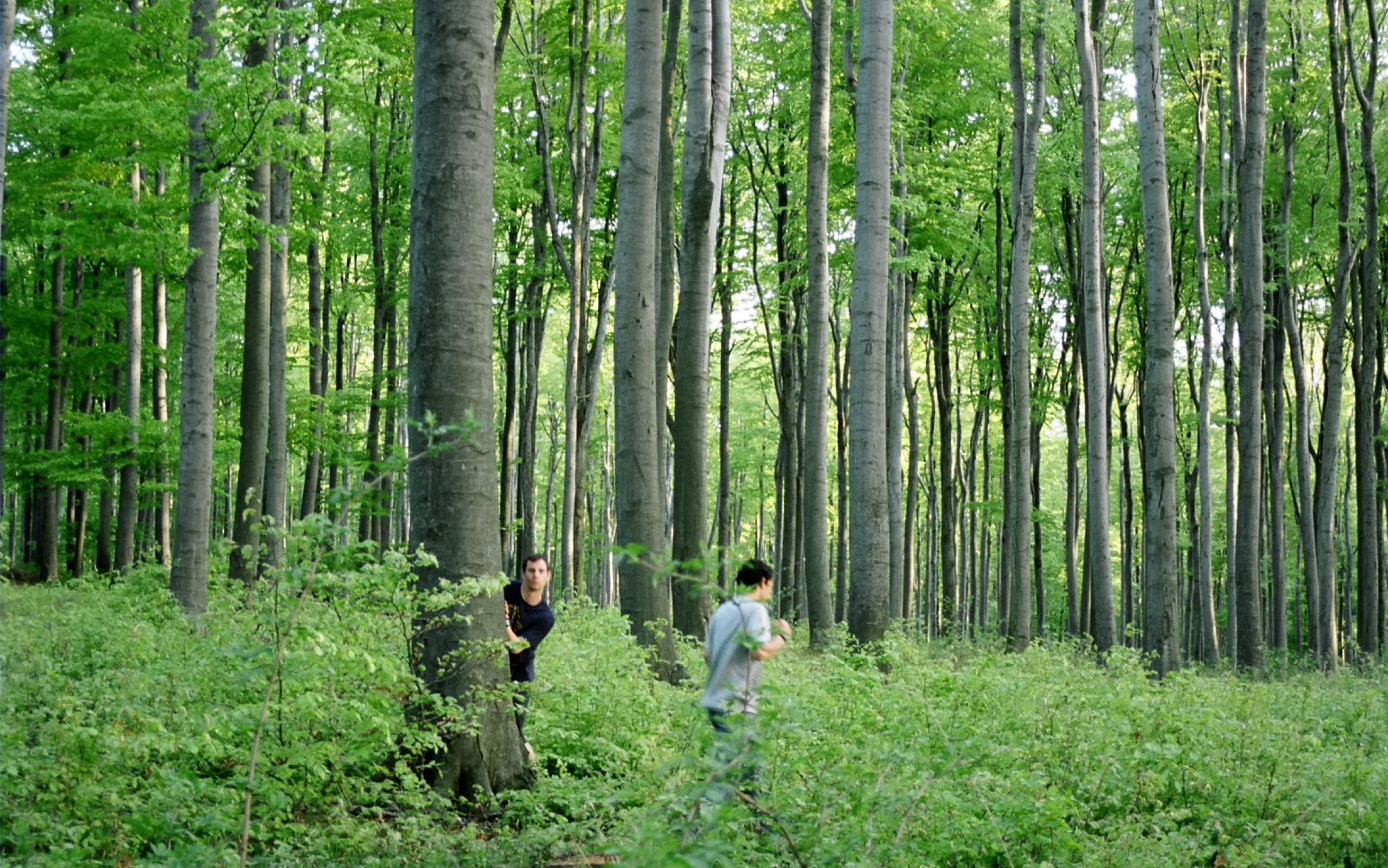 trees with students