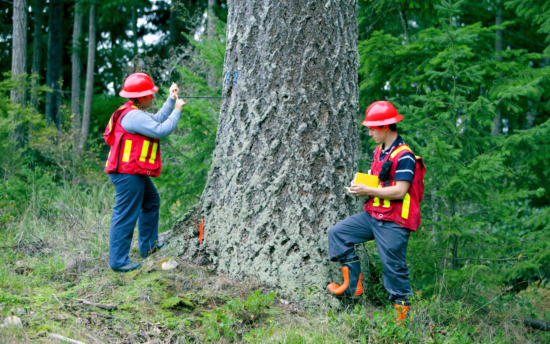 two students by tree in hard hats and vests