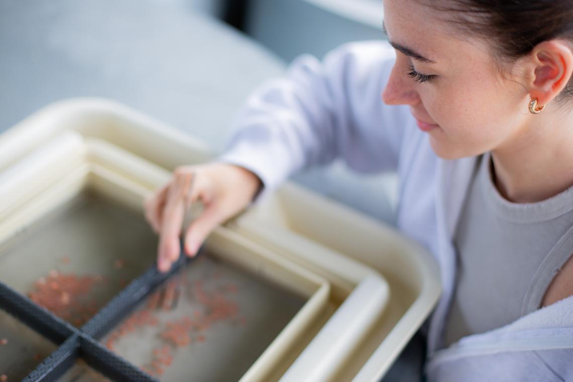 VIU student sorting fish eggs