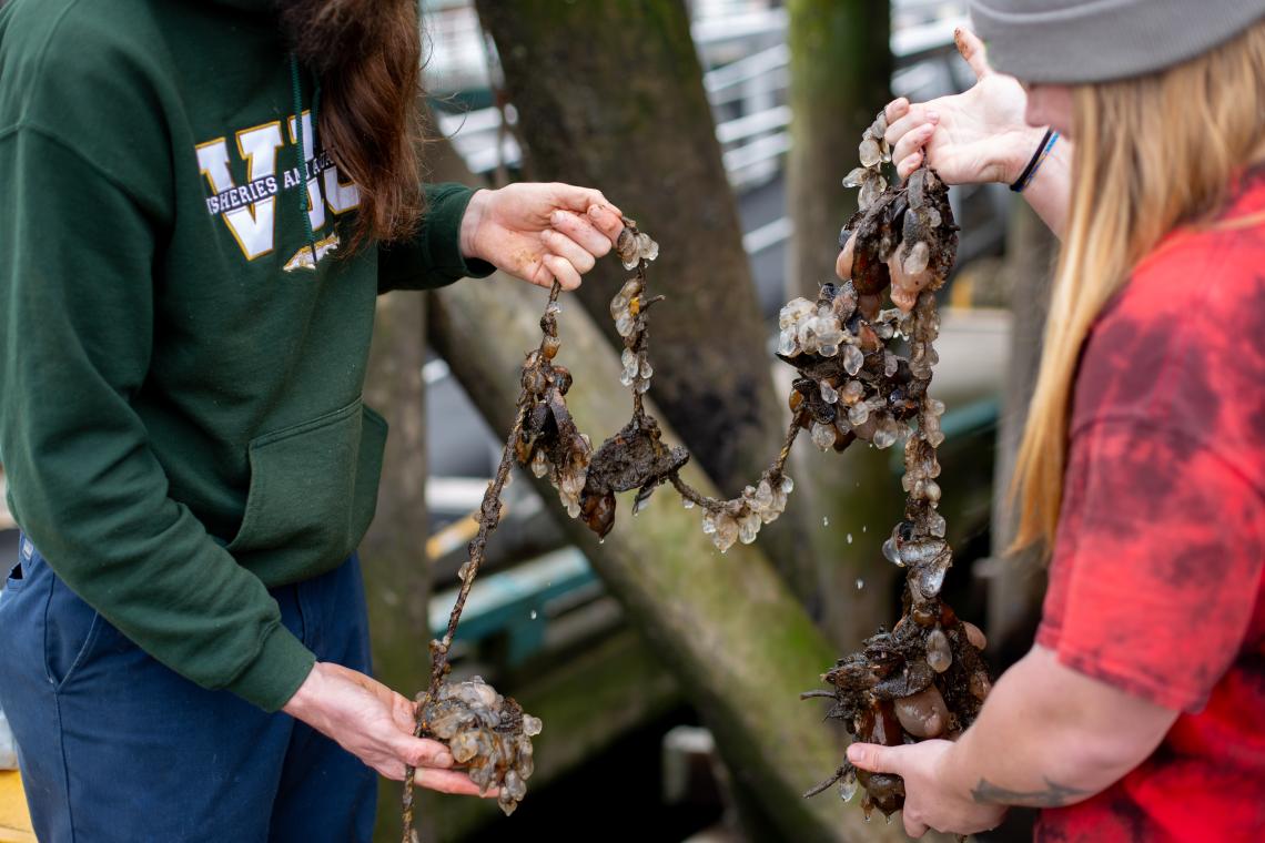 VIU students on the docks and pilings looking at marine life