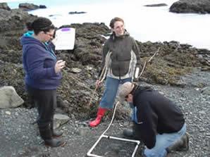 VIU Aquaculture Students analyzing seaweed on the beach