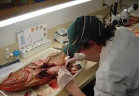 VIU Fisheries student dissecting a fish