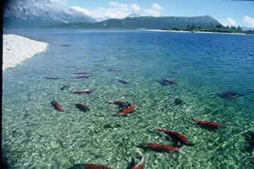 Salmon migrating up-river