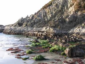 Low tide exposing coastal seaweed