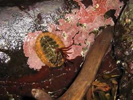 A chiton, a type of marine mollusc