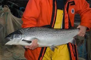VIU Fisheries Student holding a salmon