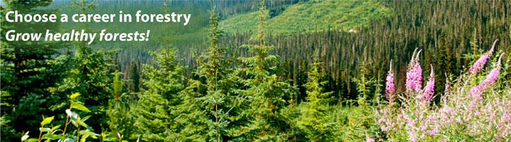Choose a Career in Forestry. Grow Healthy Forests!