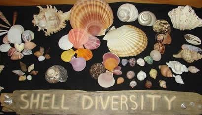 diverse collection of shells