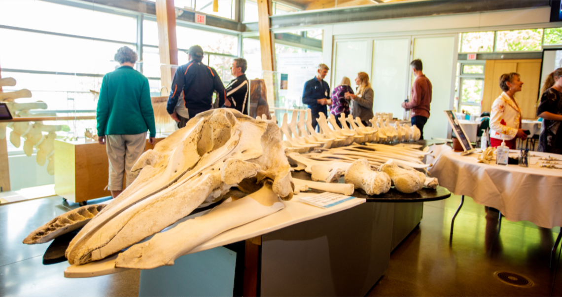 whale skeleton and people nearby talking