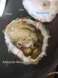 Oyster with labels