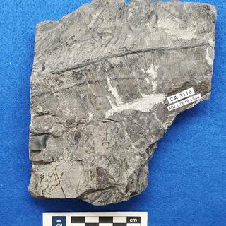 Cretaceous Nilssonia fossils in shale
