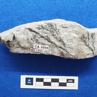 Cretaceous Glyptostrobus in sandstone