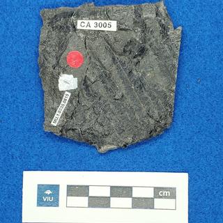 Fern fossil in shale