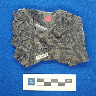 Fern fossil in shale