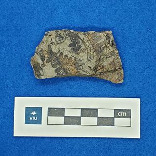 Fern fossil in sandstone
