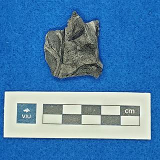 Fern fossil in shale