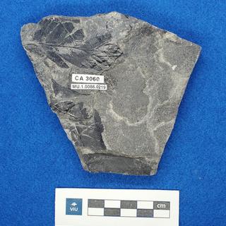 Fern fossil in shale