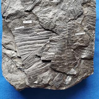 Fern fossil in shale