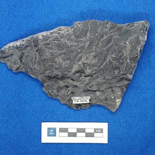 Fern fossil in shale