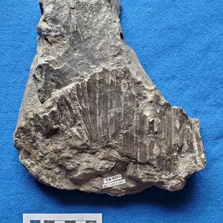 Palm fossil in shale
