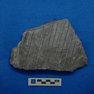 Palm fossil in shale