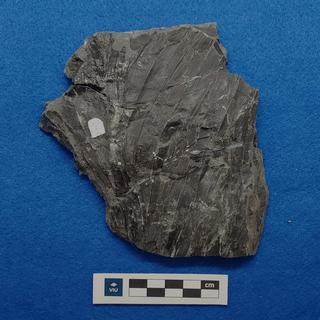 Palm fossil in shale