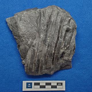 Palm fossil in shale