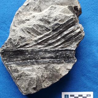 Palm fossil in shale