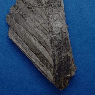 Palm fossil in shale
