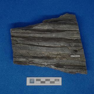 Palm fossil in shale