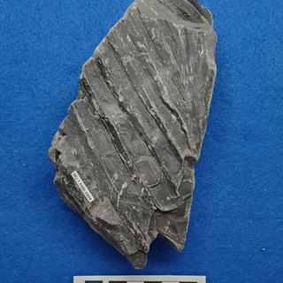 Palm fossil in shale
