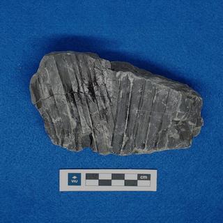 Palm fossil in shale